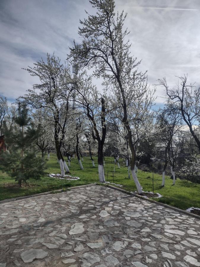 Pensiunea Codruta Cărpinişu Kültér fotó