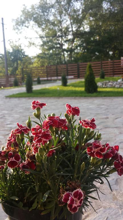 Pensiunea Codruta Cărpinişu Kültér fotó